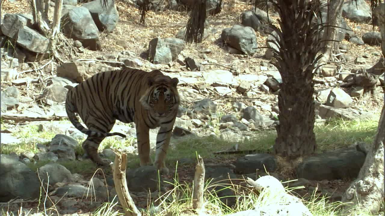 慢镜头的雄虎坐在树荫下靠近棕榈树视频素材