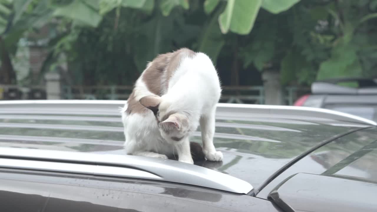 曼克斯猫在车顶上视频下载