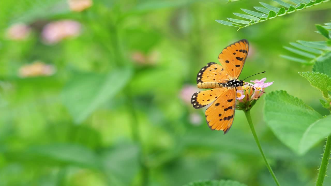 黄褐色的科斯特蝴蝶在西印度群岛的兰塔纳花上吮吸花蜜视频素材