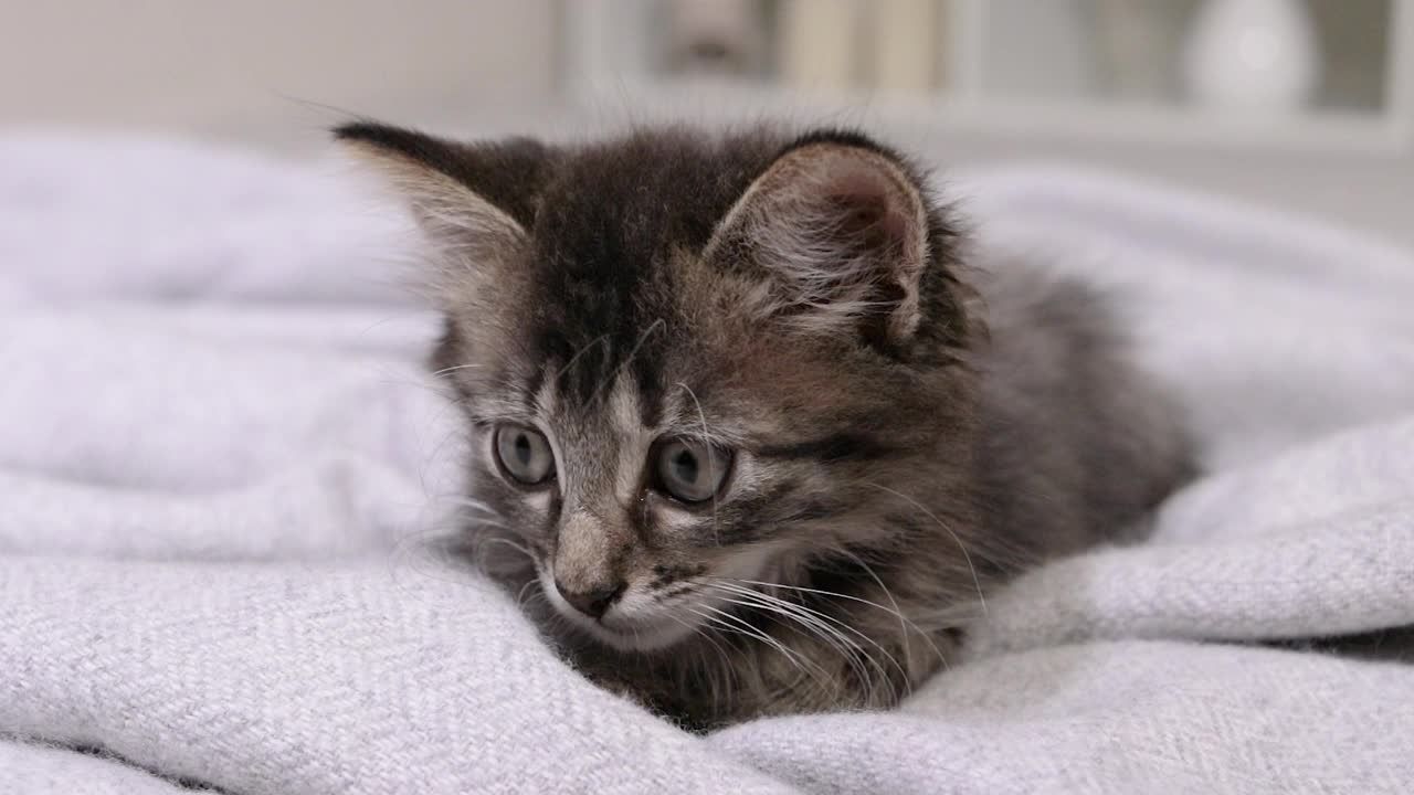 一只灰色条纹的小猫转过头，坐在镜头前捕食。视频素材