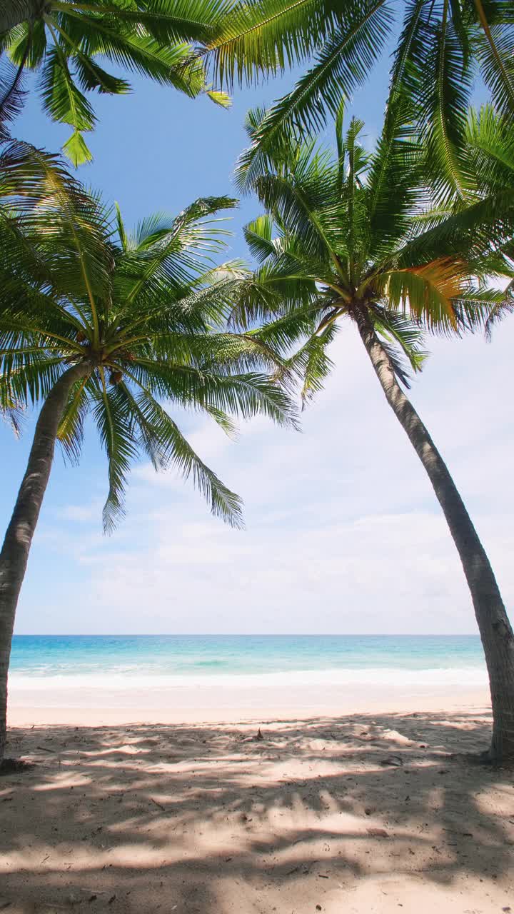 垂直的画面。普吉岛泰国著名旅游胜地安达曼度假暑假概念。海滩上的椰子树。椰子树上有美丽的热带海滨风光视频素材