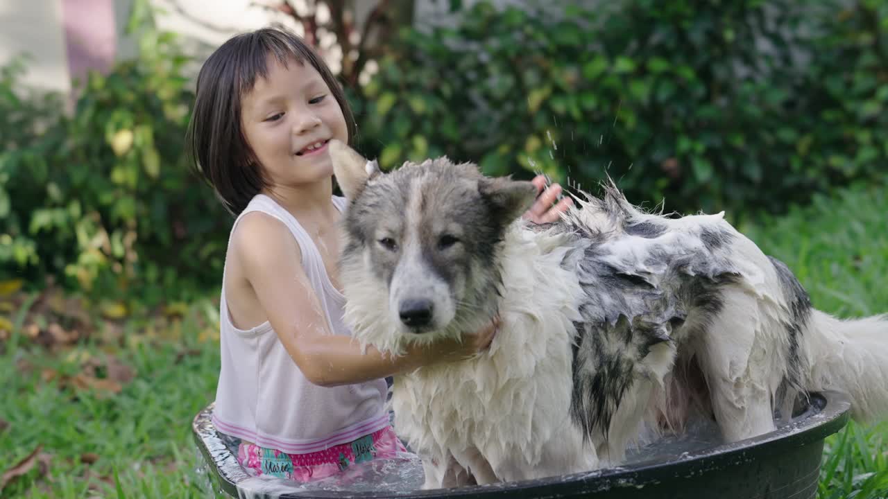 女孩(6-7岁)在后院给她的狗洗澡。视频素材