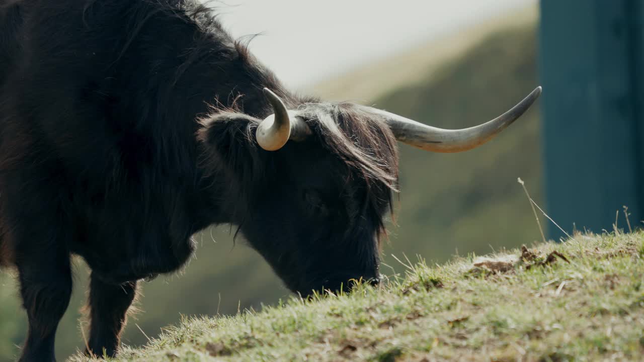 牦牛牛吃草视频素材