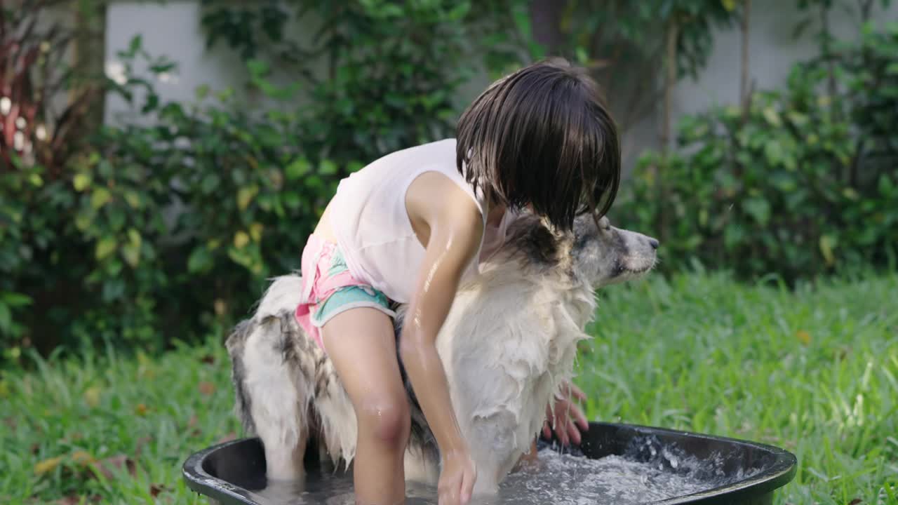 女孩(6-7岁)在后院给她的狗洗澡。视频素材