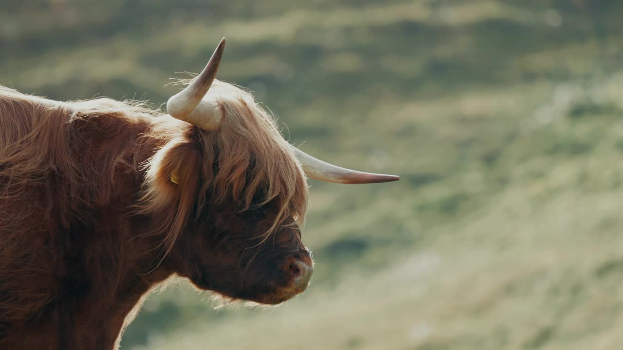 牦牛牛肖像视频素材