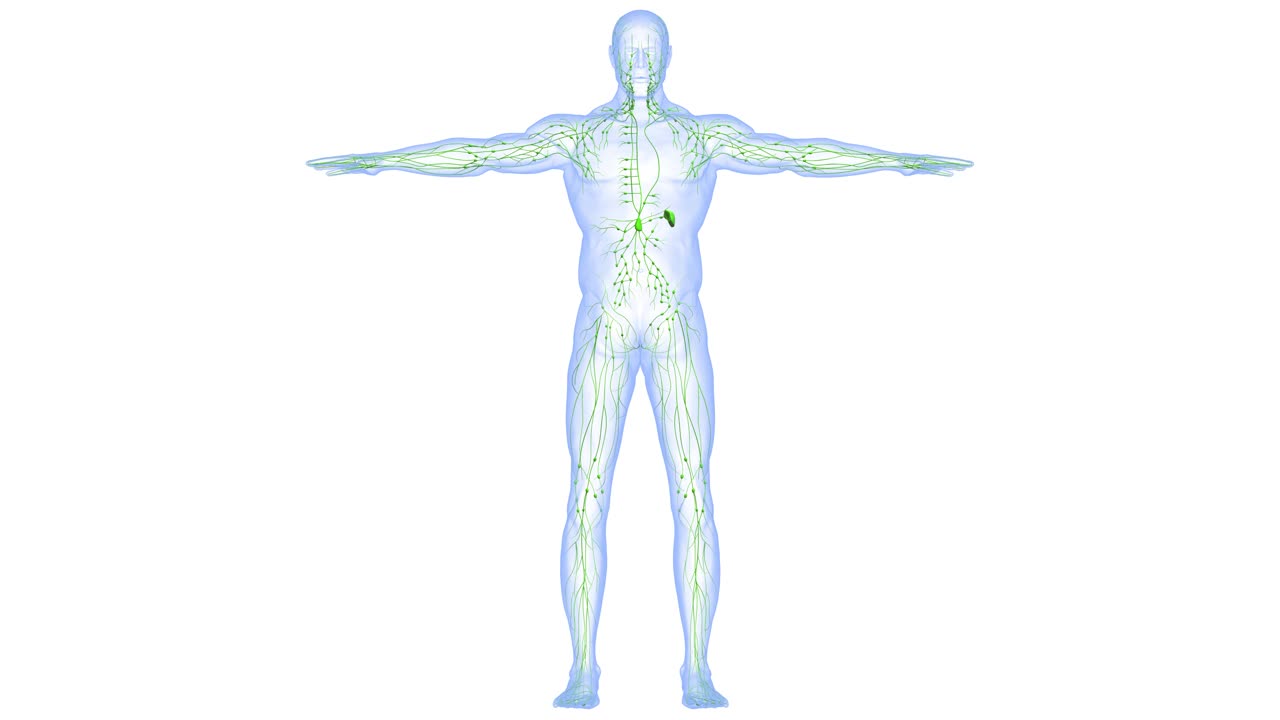 人体内部系统淋巴结解剖动画概念视频下载