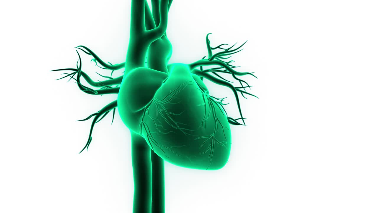 人体循环系统心脏跳动解剖动画概念视频素材