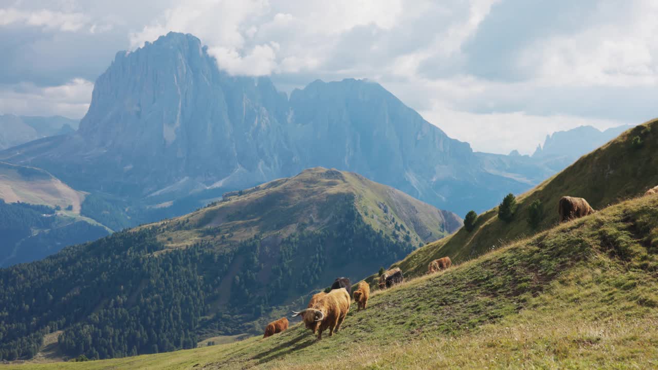 意大利多洛米特山脉和阿尔卑斯山上的牦牛画像视频素材