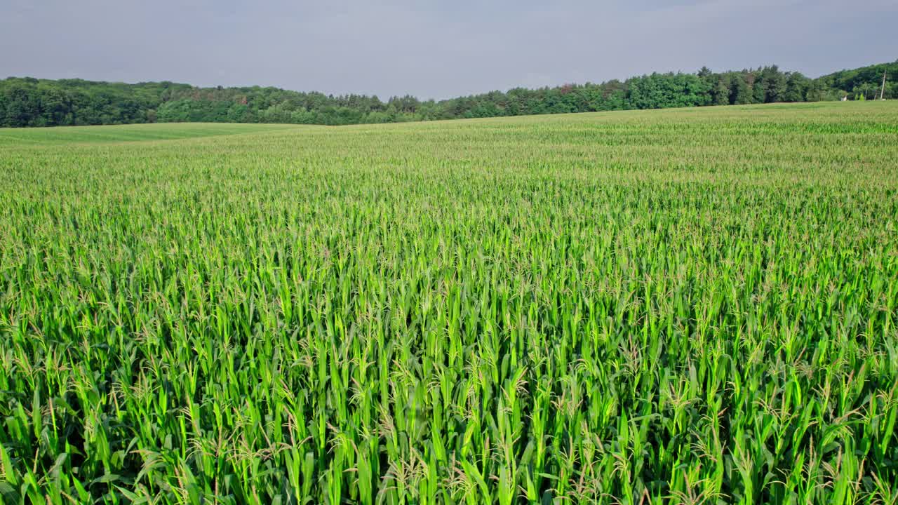 玉米田的鸟瞰图从无人机的观点视频素材