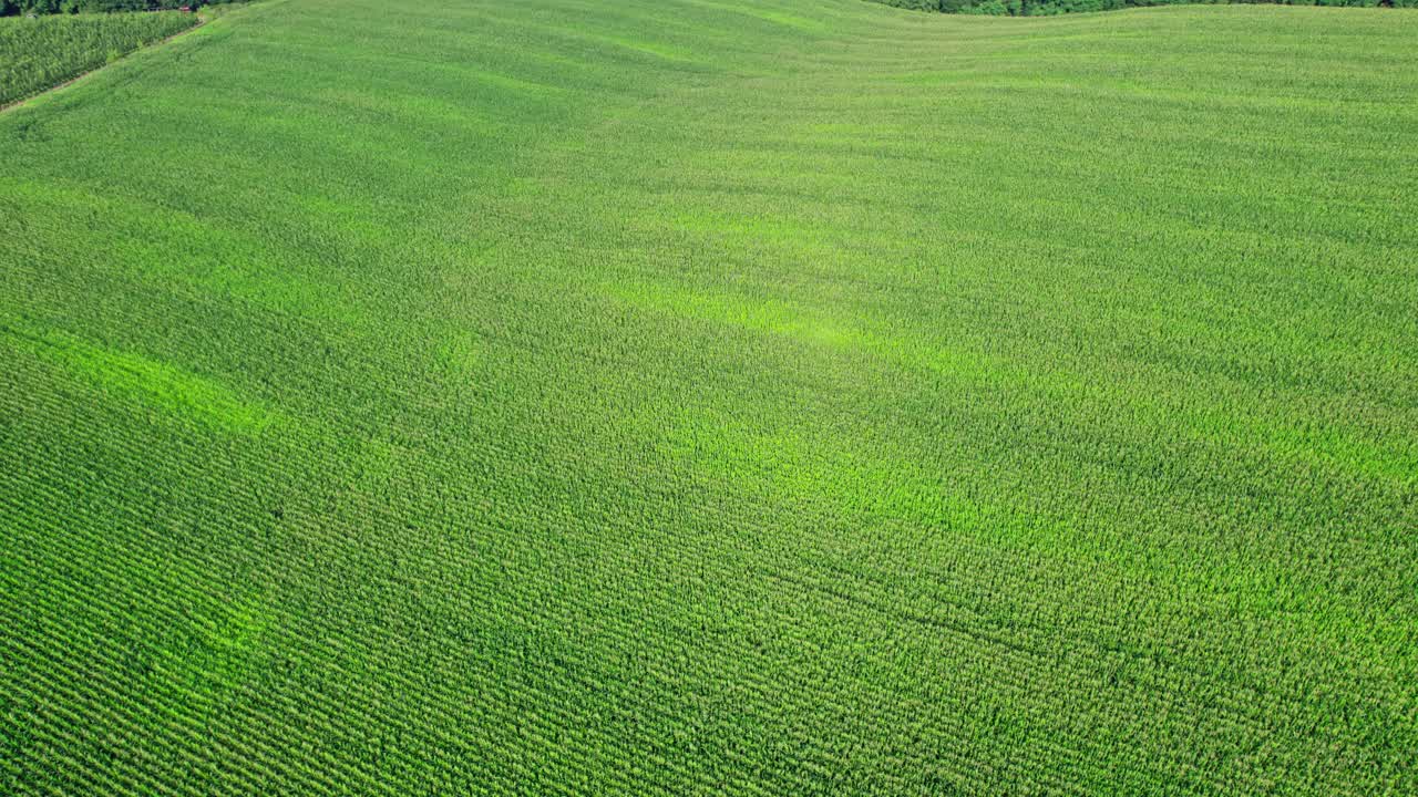 玉米田的夏日美景视频素材