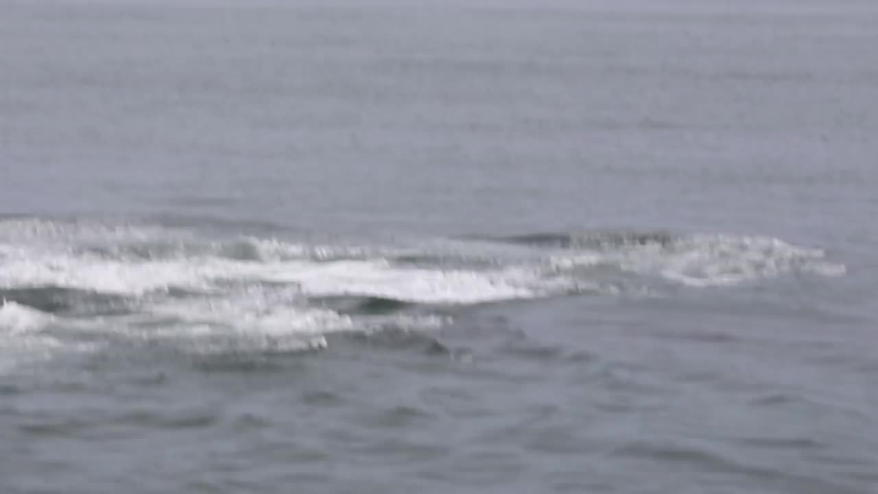 座头鲸踢食视频素材
