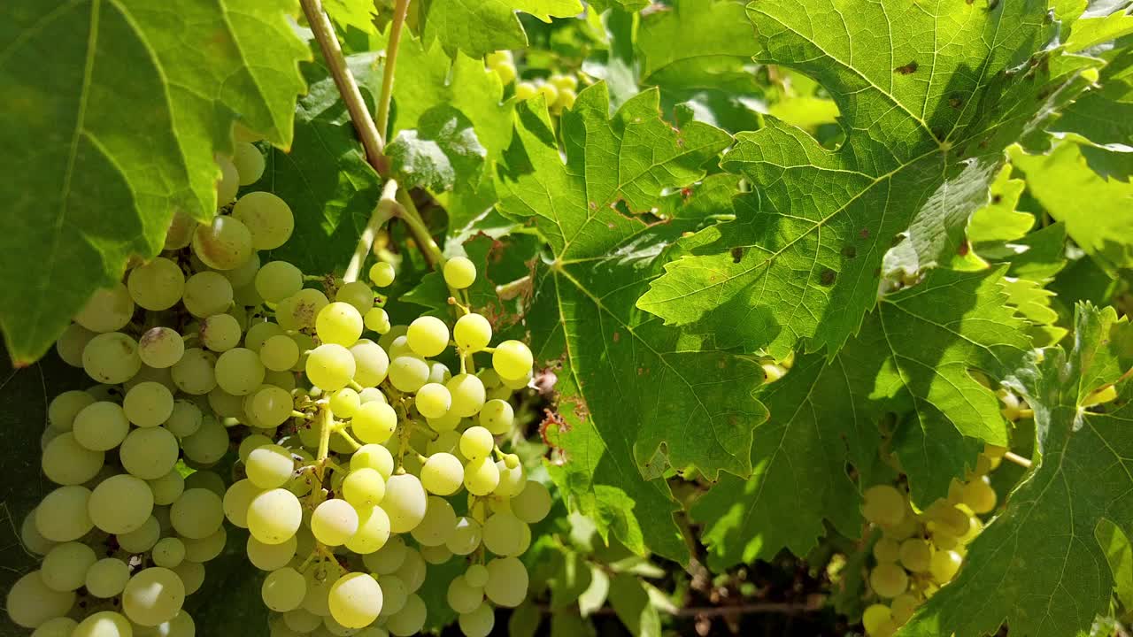 绿色的葡萄成熟了可以酿酒，葡萄在酿酒厂的葡萄藤上视频素材