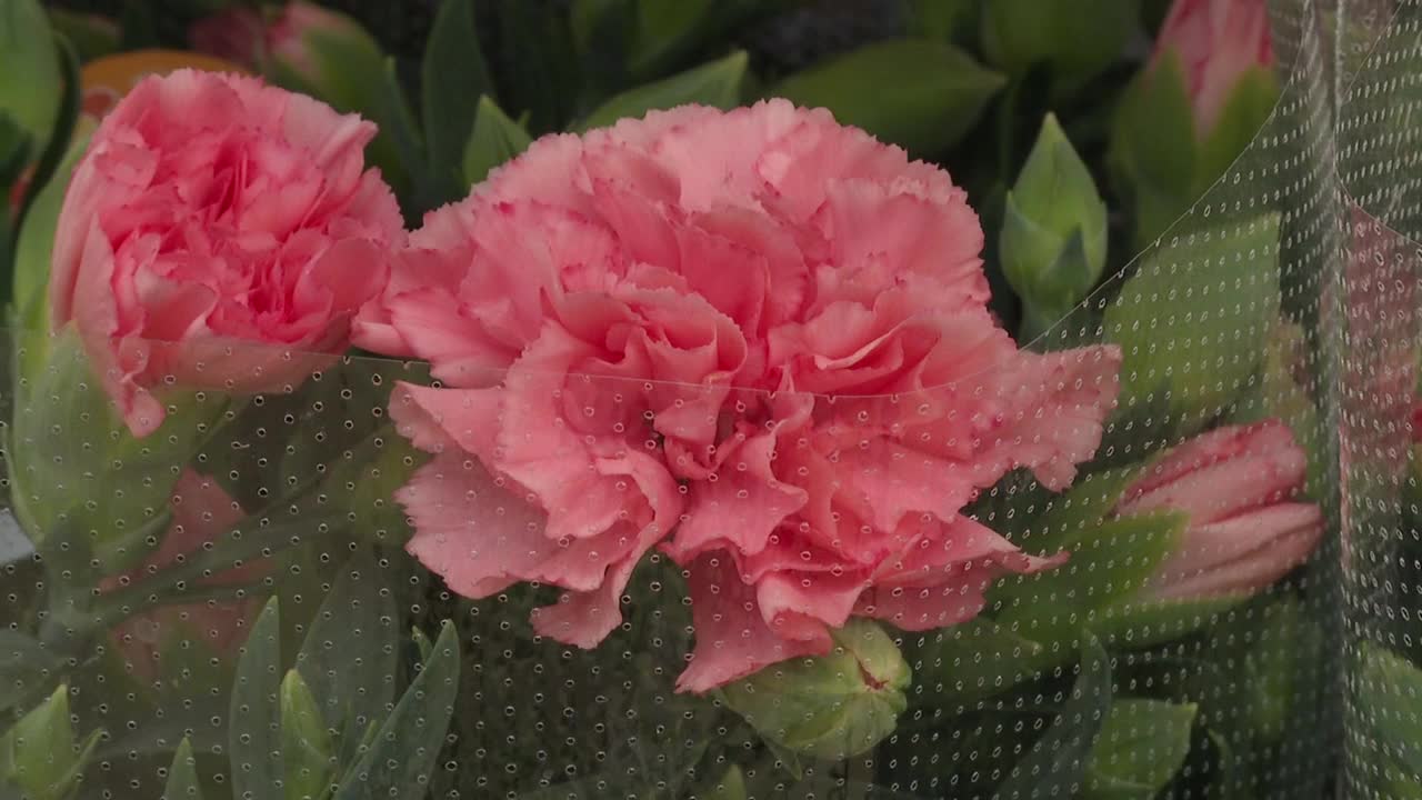康乃馨盆花，日本埼玉县视频下载