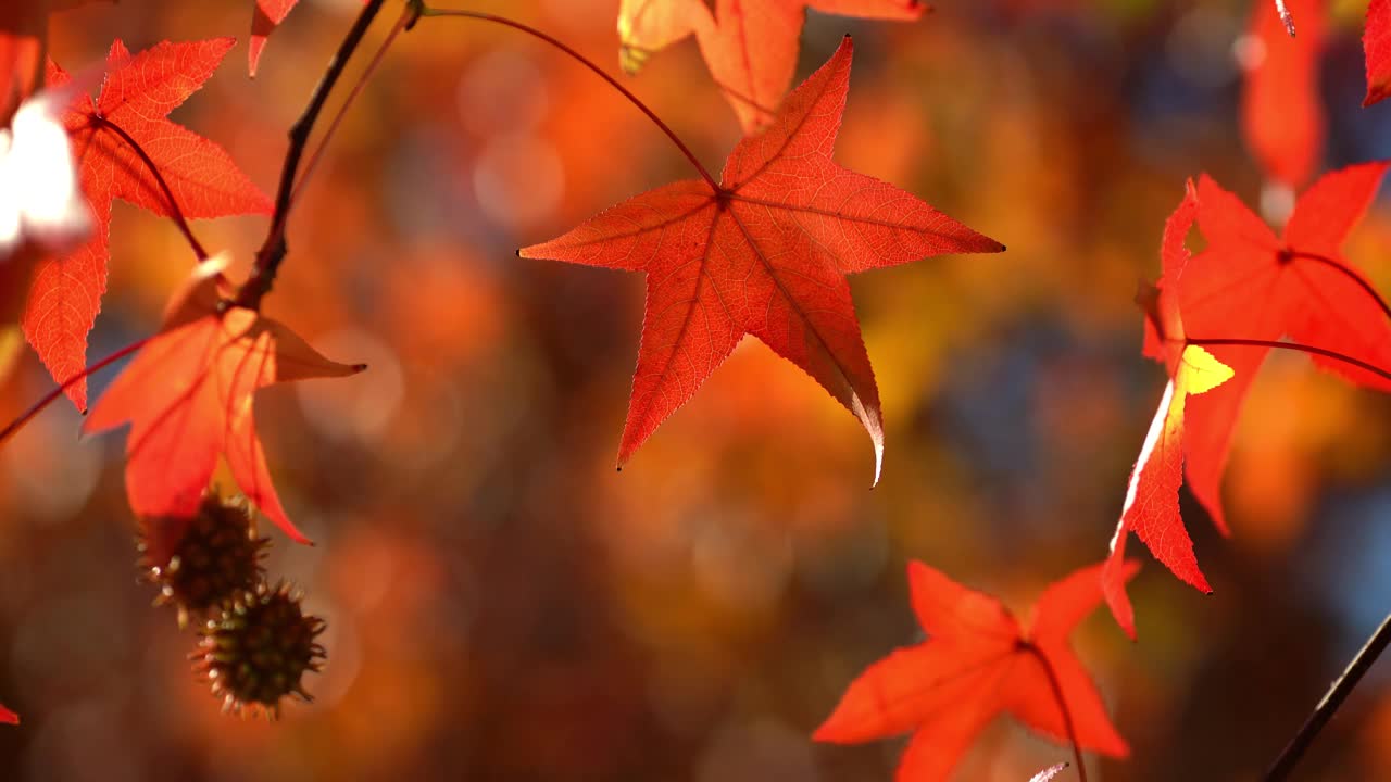 丰富多彩的秋叶视频下载