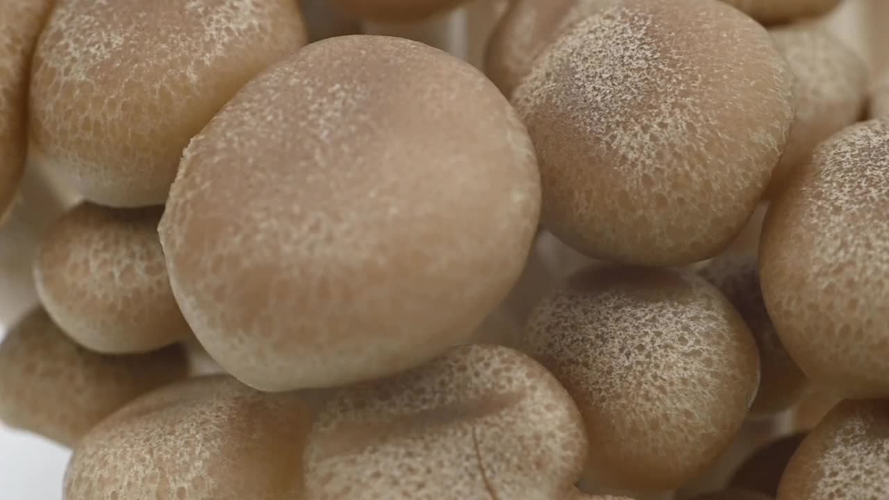Shimeji蘑菇是白色和棕色的视频素材