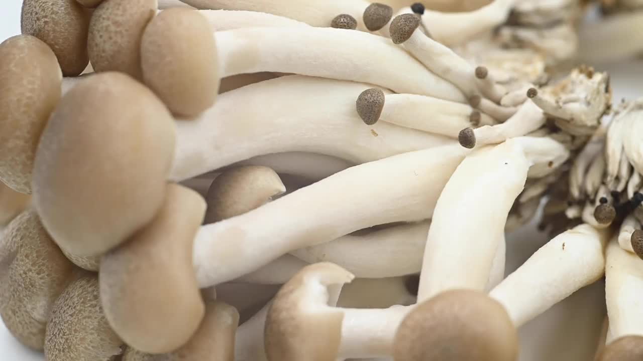 Shimeji蘑菇是白色和棕色的视频素材