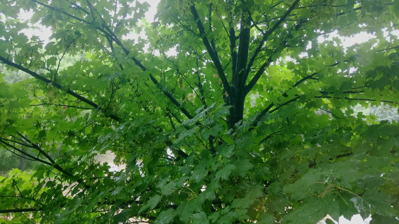 雨落在绿色的树枝上视频素材