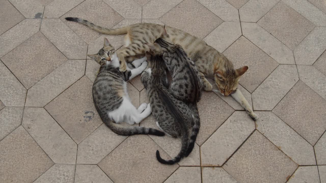 流浪猫在街上视频素材