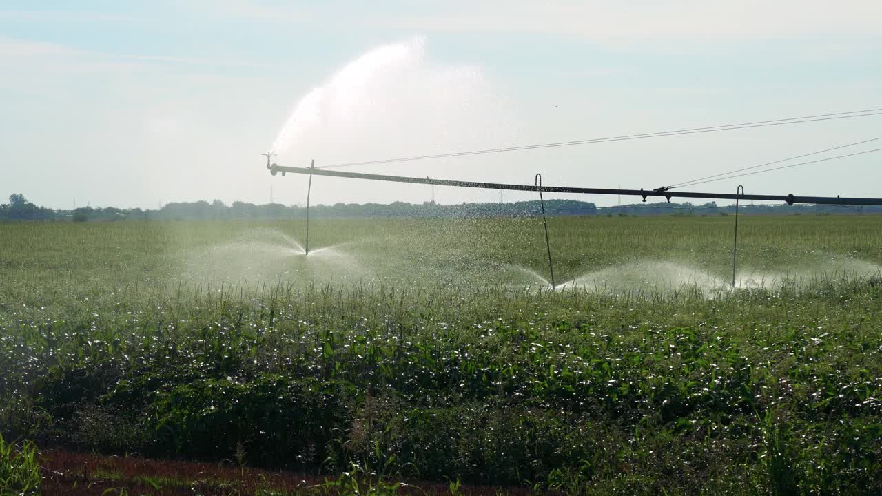 中心-枢轴灌溉系统在玉米田上喷水视频素材