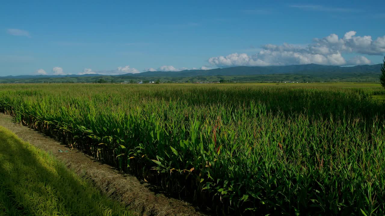 田野里的玉米，现代农业视频下载