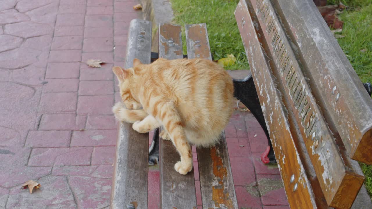 流浪猫在街上视频素材