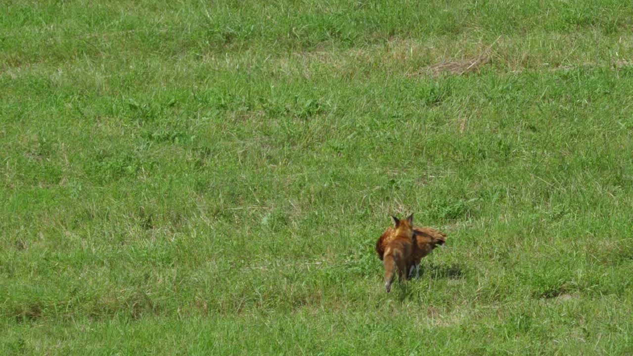 红狐在农场偷鸡和跑进森林。狐狸拖着死去的大鸡。野生红狐(Vulpes Vulpes)在林边的野外觅食。自然中的野生动物。野兽的猎物。视频素材