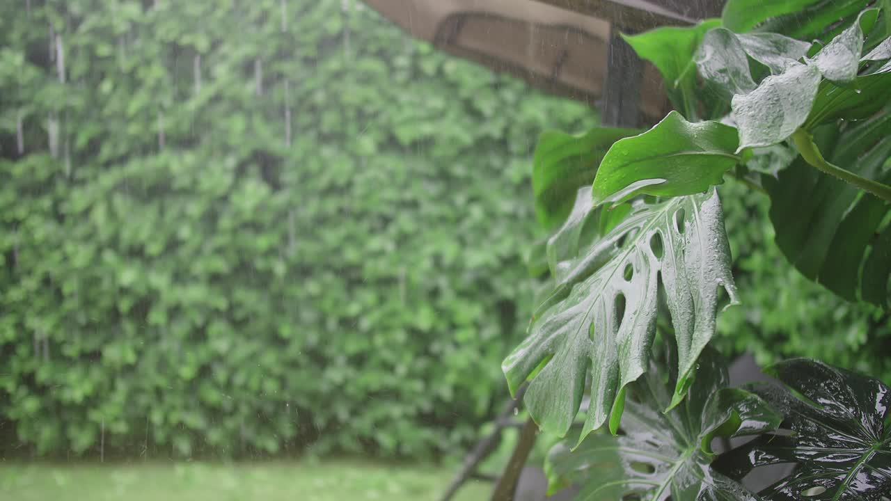 水珠落在热带绿叶植物在雨季绿叶自然背景视频素材