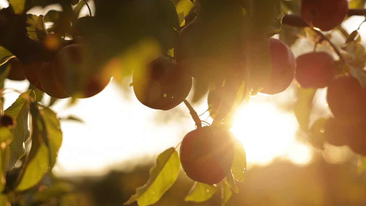 日落时分，果园里种植的有机红苹果视频下载