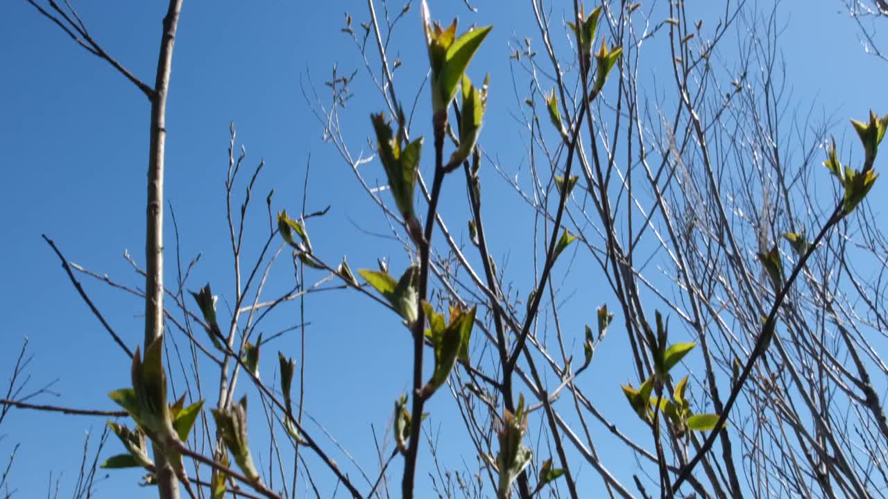 春天光秃秃的树与嫩叶在阳光明媚的蓝天背景。视频下载