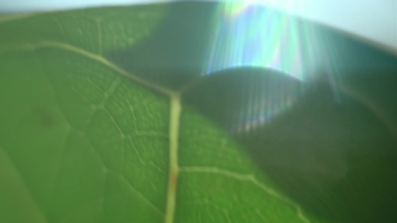 生物体:叶植物细胞。近距离视频下载