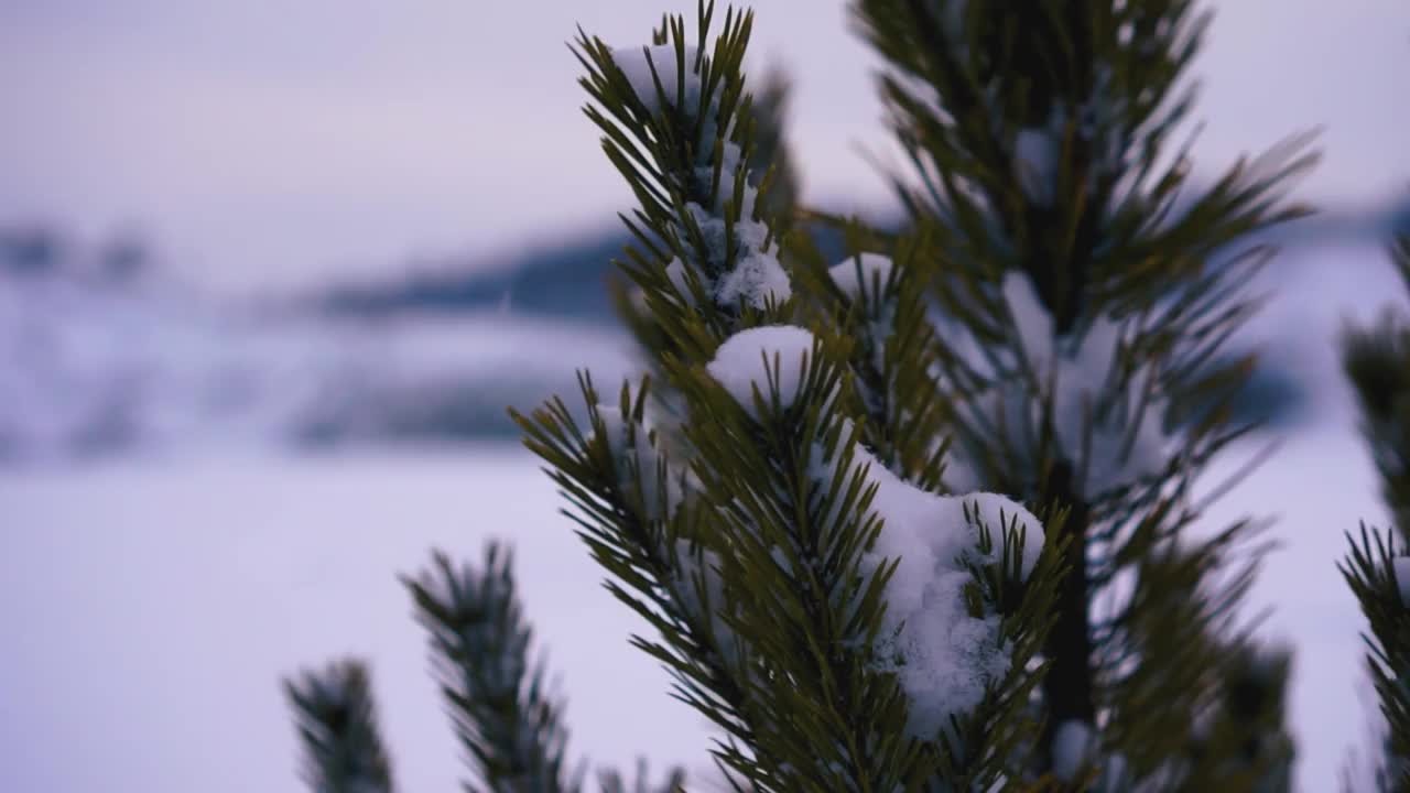 以白雪覆盖的原野为背景的绿色松树或云杉树枝。镜头。冬天的背景，常绿的针叶树，狂风和暴风雪视频下载