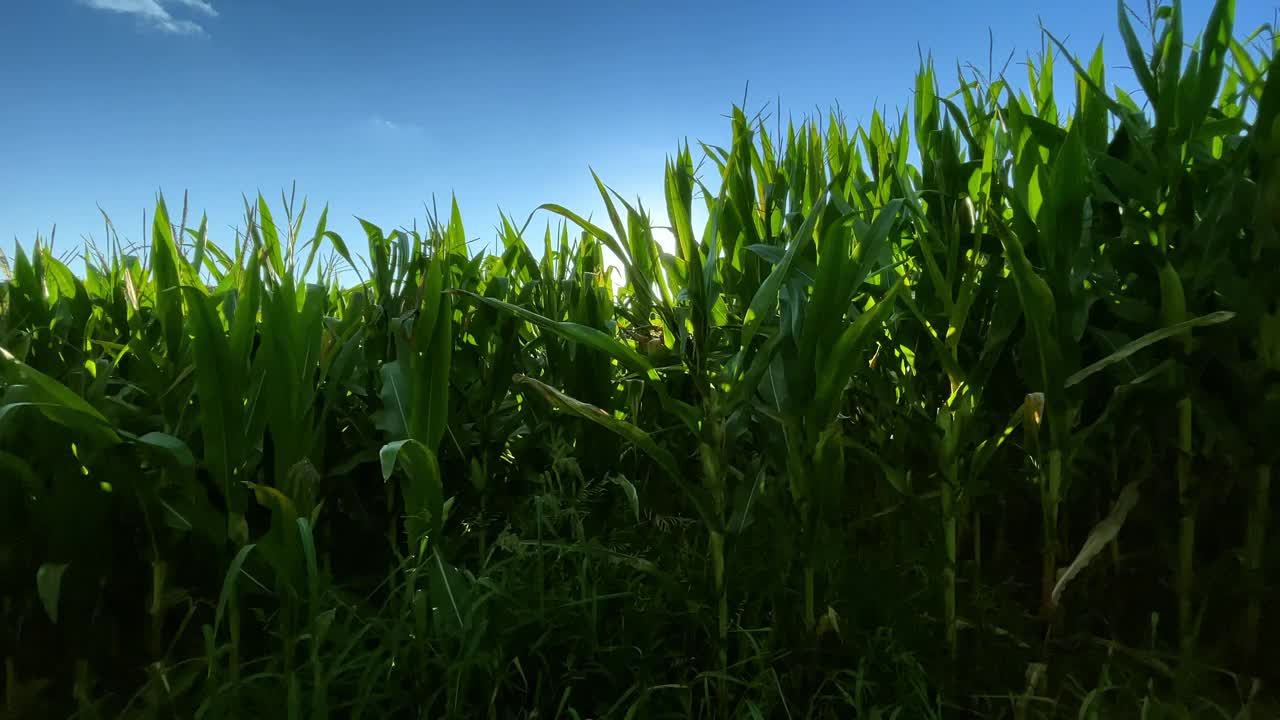 田野里的玉米，现代农业视频下载