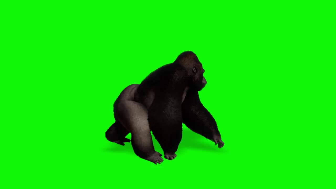 大猩猩猴子在绿屏上行走视频素材
