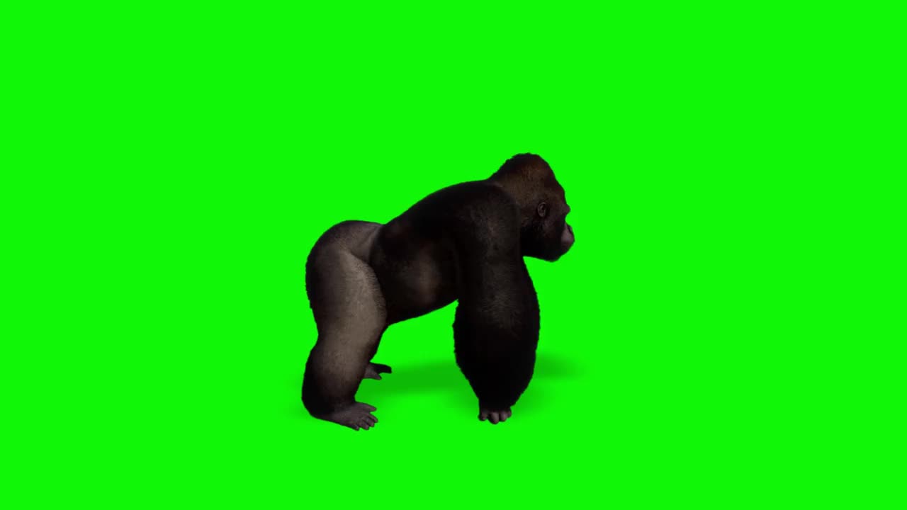 大猩猩在绿色屏幕上敲打胸部视频素材