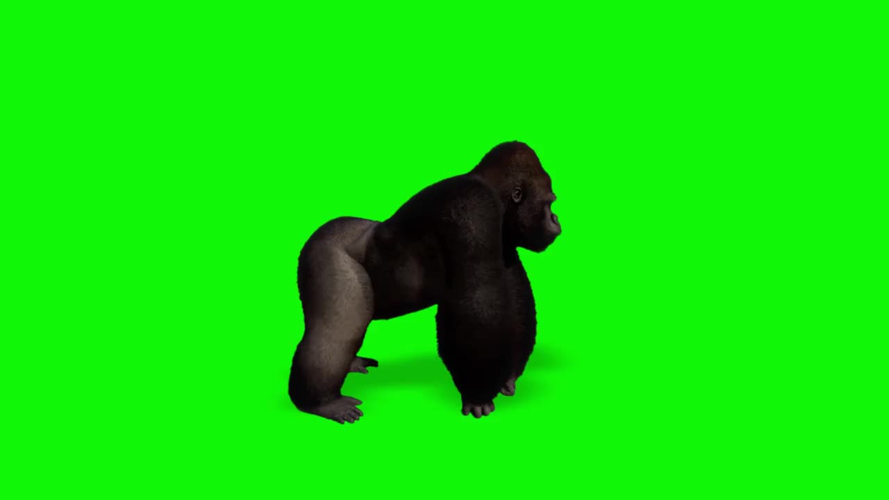 大猩猩在绿屏幕上看视频素材