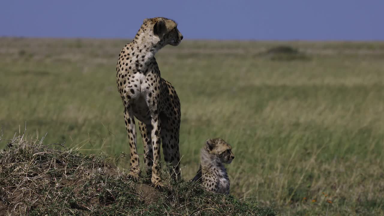 在非洲大草原上，母猎豹和她可爱的幼崽站在白蚁堆上四处张望视频素材