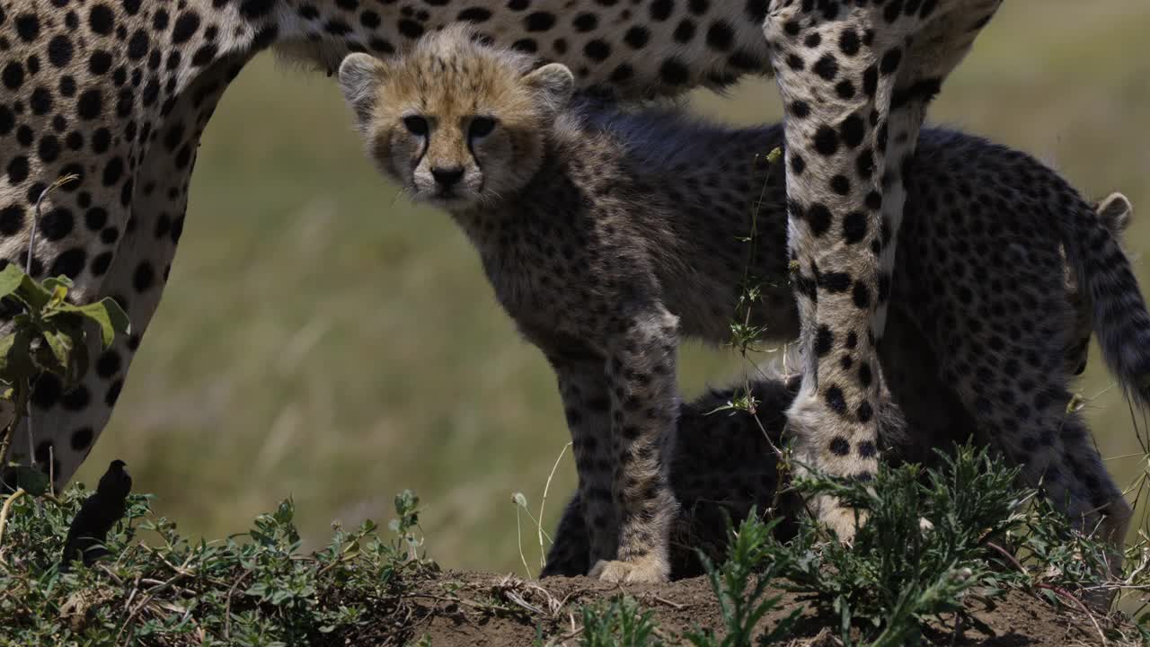 在非洲大草原上的白蚁丘上，两只可爱的猎豹幼崽站在它们妈妈的腿下视频素材