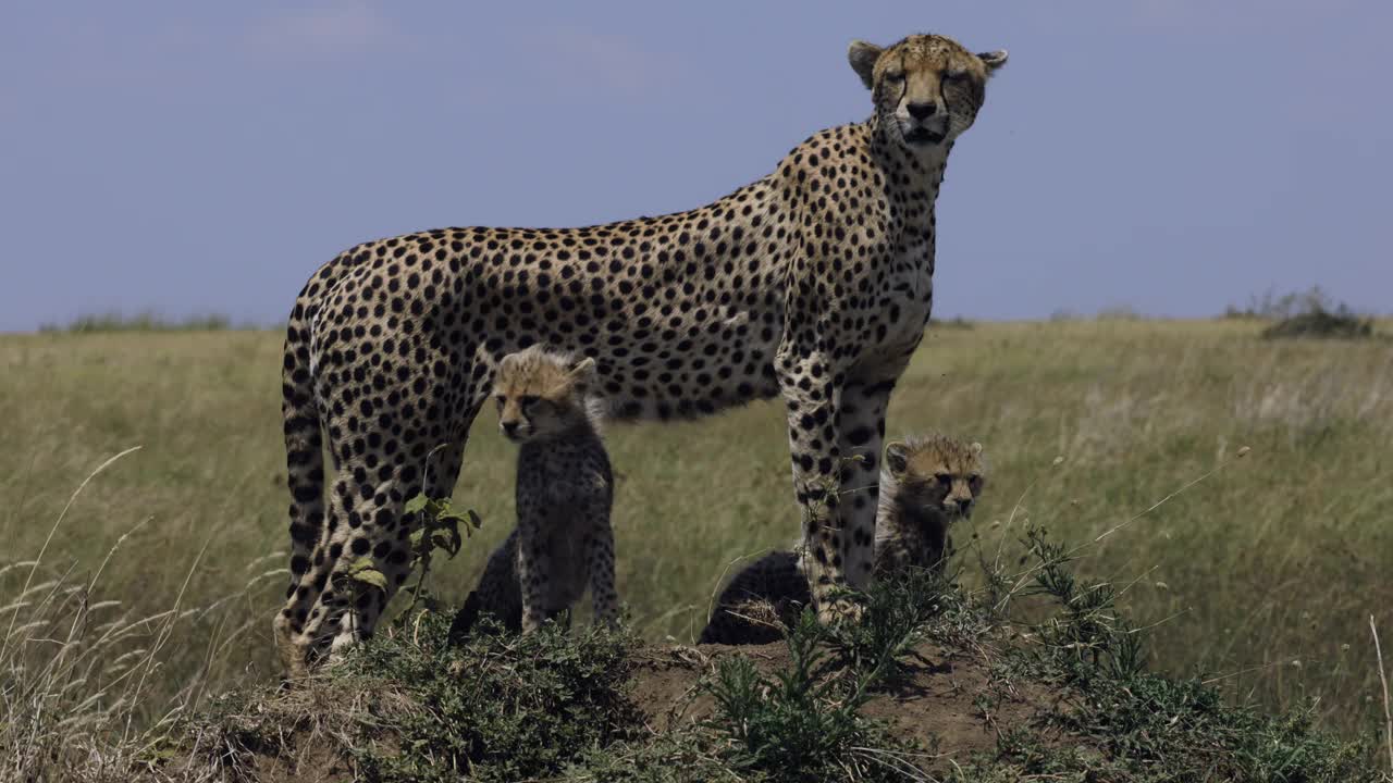 在非洲大草原上的白蚁丘上，两只可爱的猎豹幼崽站在它们妈妈的腿下视频素材