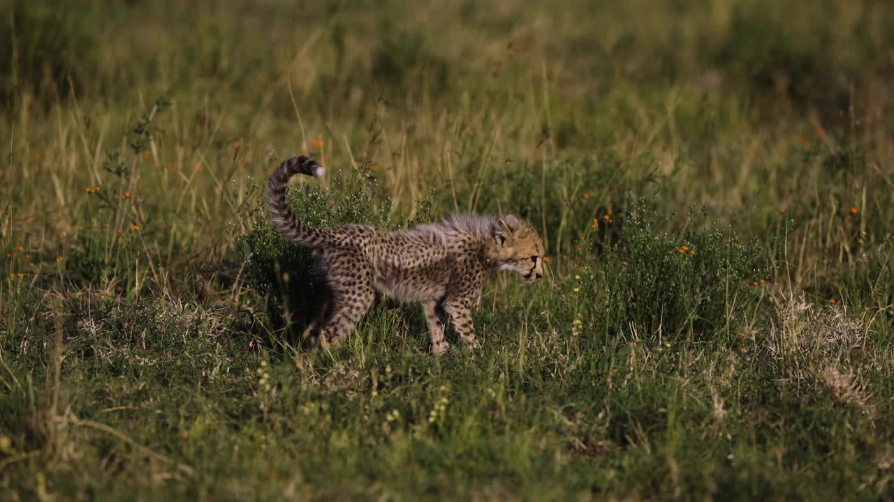 可爱的小猎豹幼崽在非洲大草原上玩耍的慢镜头特写视频素材