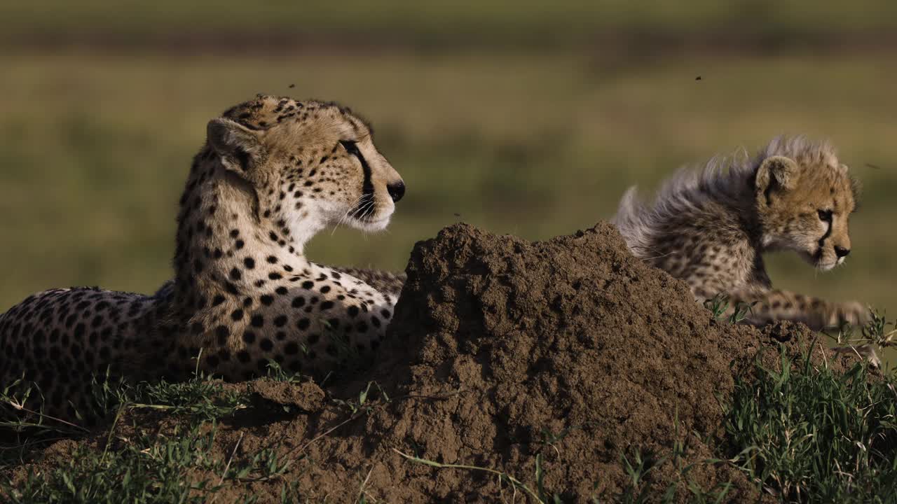 非洲大草原上，雌性猎豹和她可爱的幼崽躺在白蚁堆上的近距离侧视图视频素材