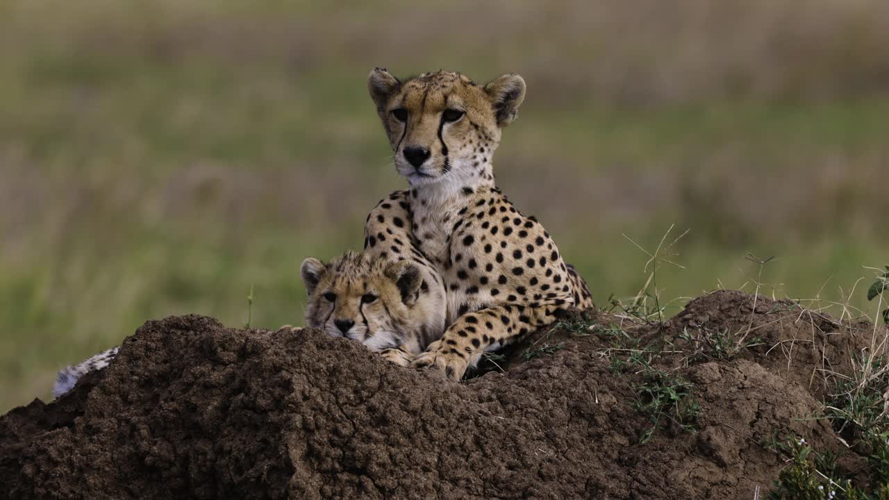 非洲大草原上，躺在白蚁堆上的雌性猎豹和可爱的幼崽的近距离正面照片视频素材