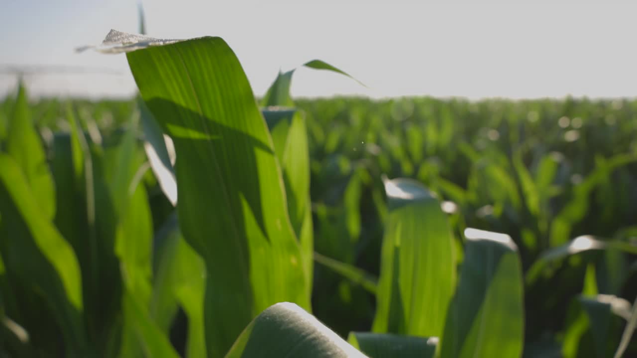 夏季早晨，极端近距离拍摄的滑块穿过一排玉米视频下载