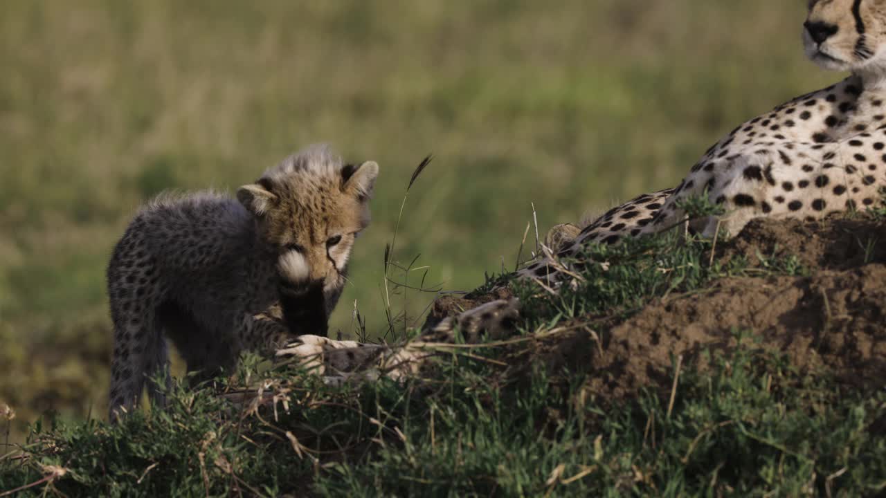 在非洲大草原上，两只可爱的猎豹幼崽躺在白蚁堆上玩着它们妈妈的尾巴视频素材