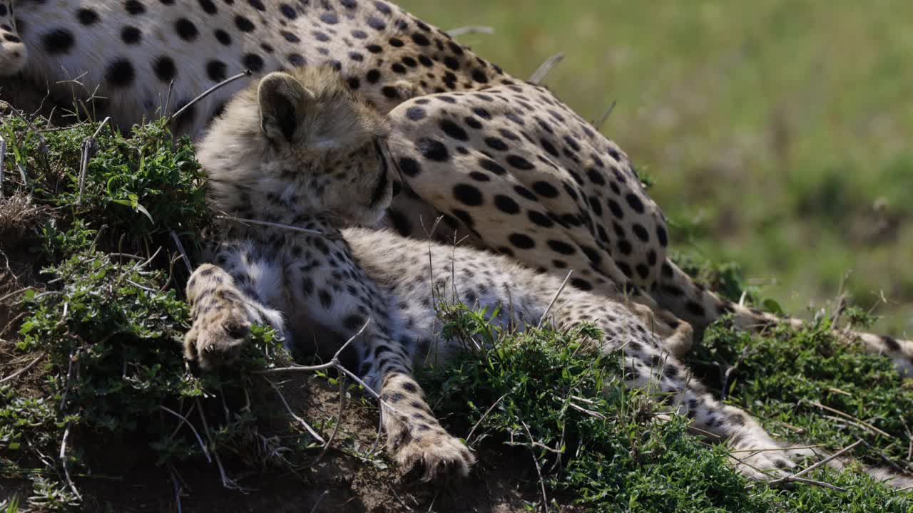 非洲大草原上，一只可爱的猎豹幼崽和它的妈妈躺在白蚁堆上视频素材