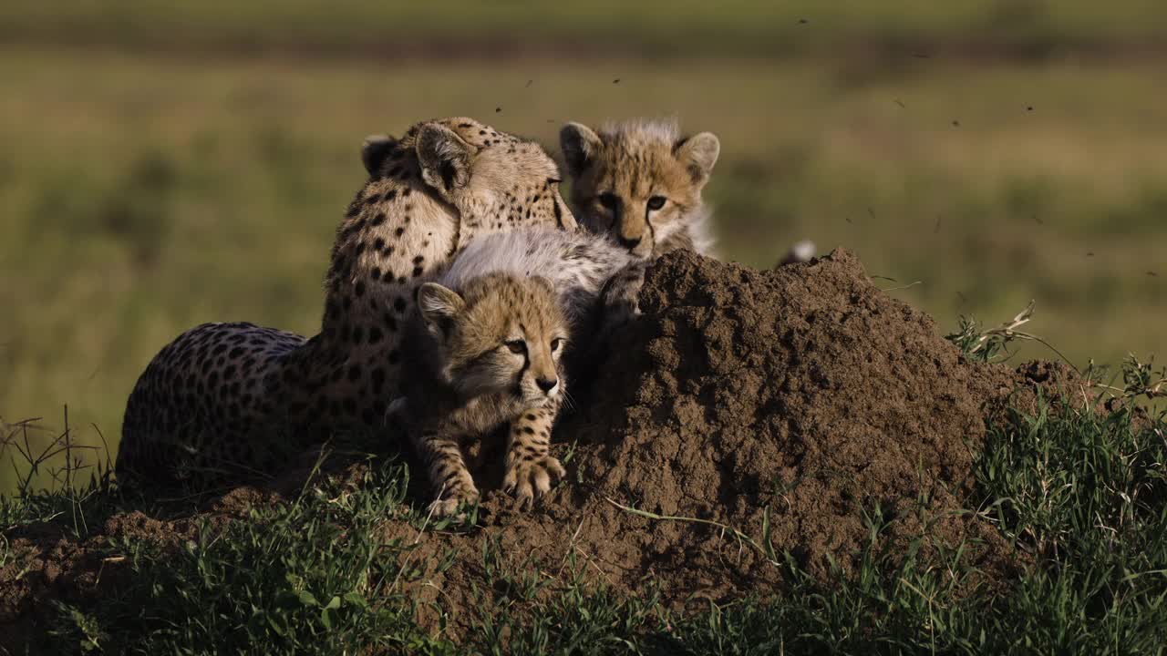 非洲大草原上，两只可爱的猎豹幼崽躺在白蚁堆上与母亲互动视频素材