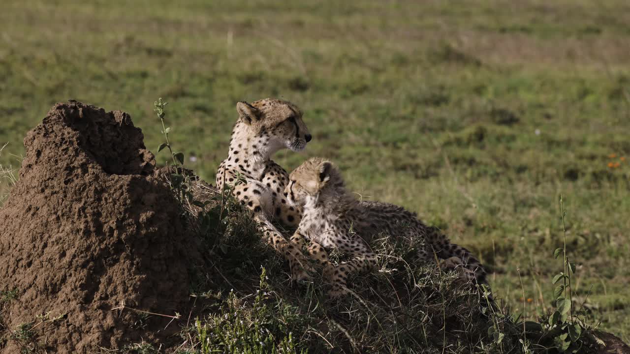 非洲大草原上，躺在白蚁堆上的雌性猎豹和可爱的幼崽的近距离正面照片视频素材
