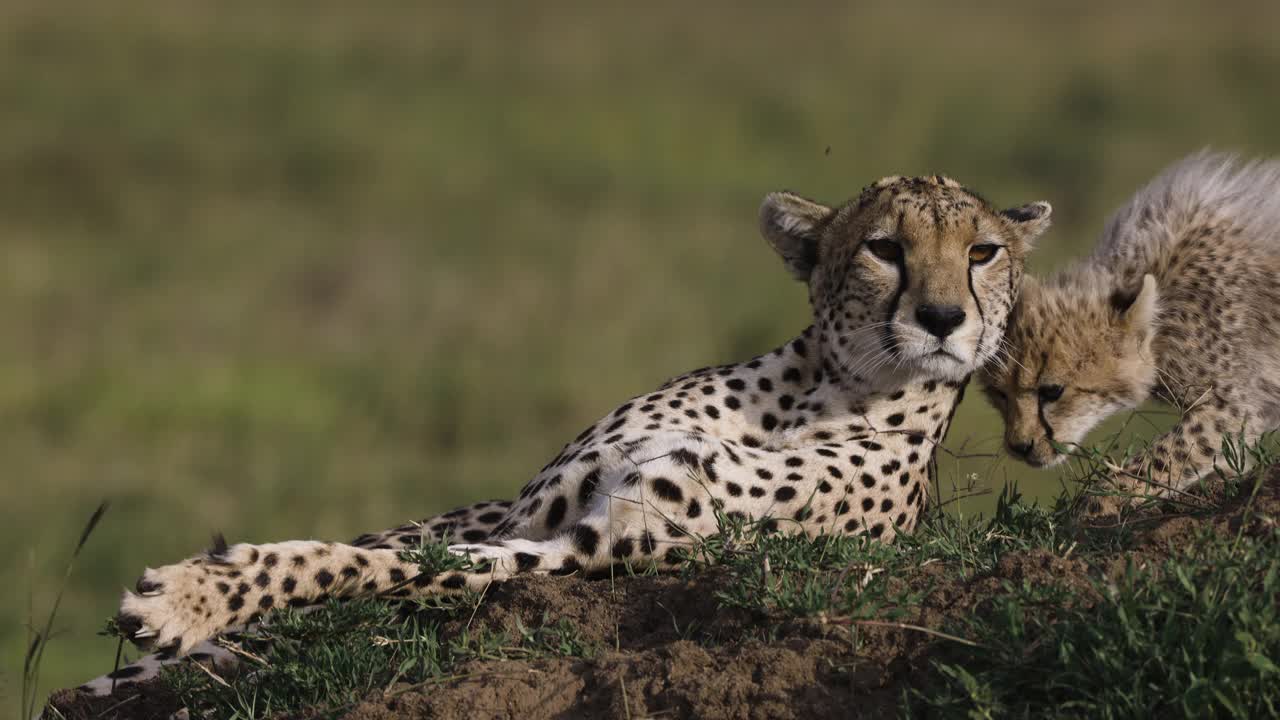 非洲大草原上，一只雌性猎豹和她可爱的幼崽躺在白蚁堆上视频素材