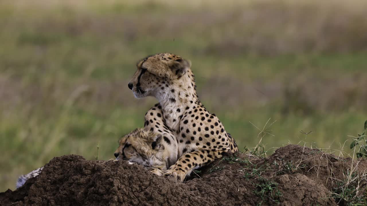 非洲大草原上，雌性猎豹和可爱的幼崽躺在白蚁堆上的近距离侧视图视频素材