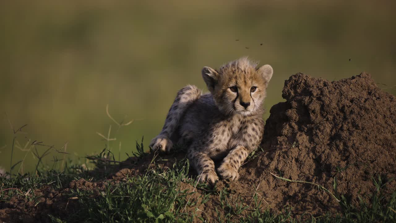 在非洲大草原上，可爱的小猎豹崽站在白蚁丘上的慢镜头特写视频素材