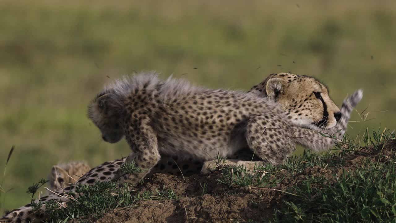 非洲大草原上，母猎豹和她的两只可爱的幼崽躺在白蚁堆上视频素材